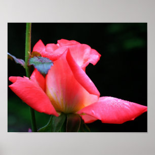 Intense Pink Rosebud And Raindrops Poster