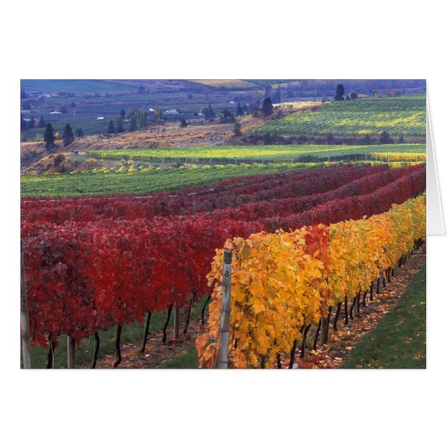 Intense red and yellow fall colours on Gehring (Front Horizontal)