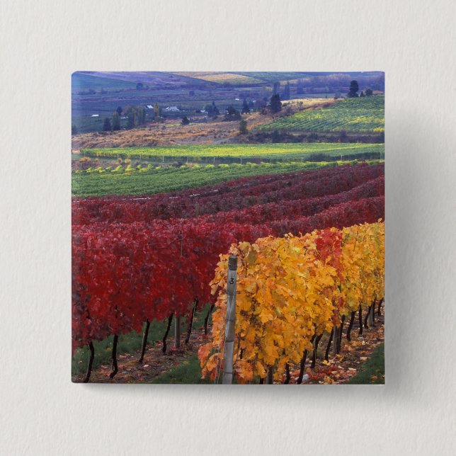 Intense red and yellow fall colours on Gehring 15 Cm Square Badge (Front)