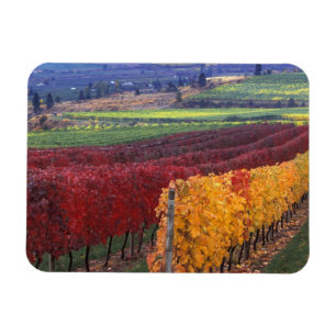 Intense red and yellow fall colours on Gehring Magnet