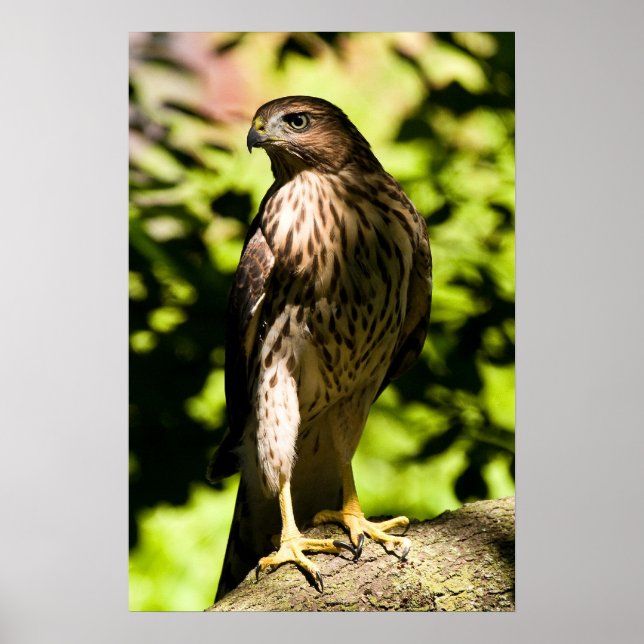 Intense Stare Poster (Front)