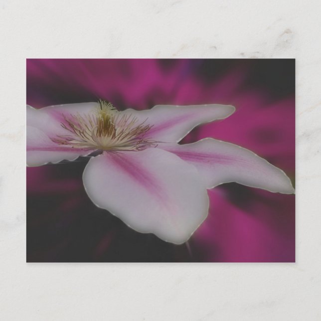 Intense White Clematis Flower Postcard (Front)