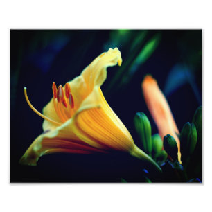 Intense Yellow Lily Flower 8x10 Photo Print