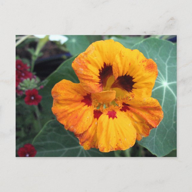 Intense Yellow-Orange Nasturtium Postcard (Front)