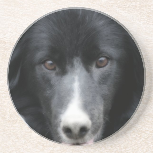 Intent Border Collie Face Dog Animal Coaster (Front)
