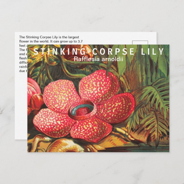Interesting Facts Largest Flower Postcard (Front/Back)