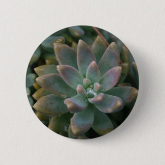 Interesting succulent plant, use as is or...... 6 cm round badge
