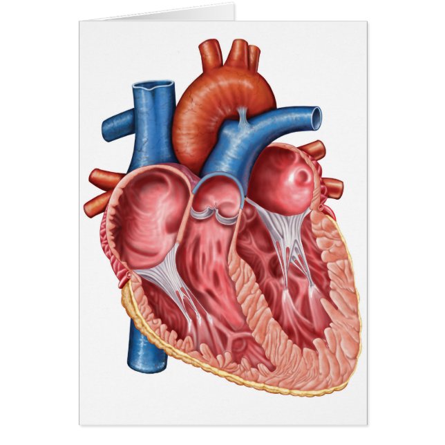 Interior Of Human Heart (Front)