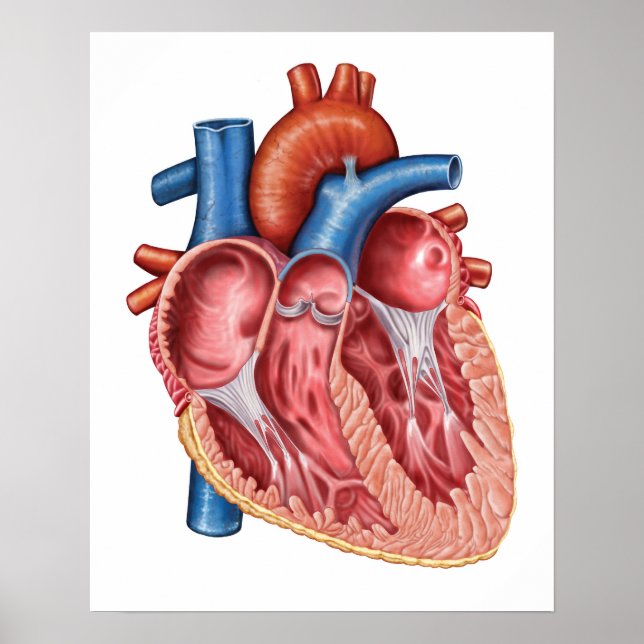Interior Of Human Heart Poster (Front)