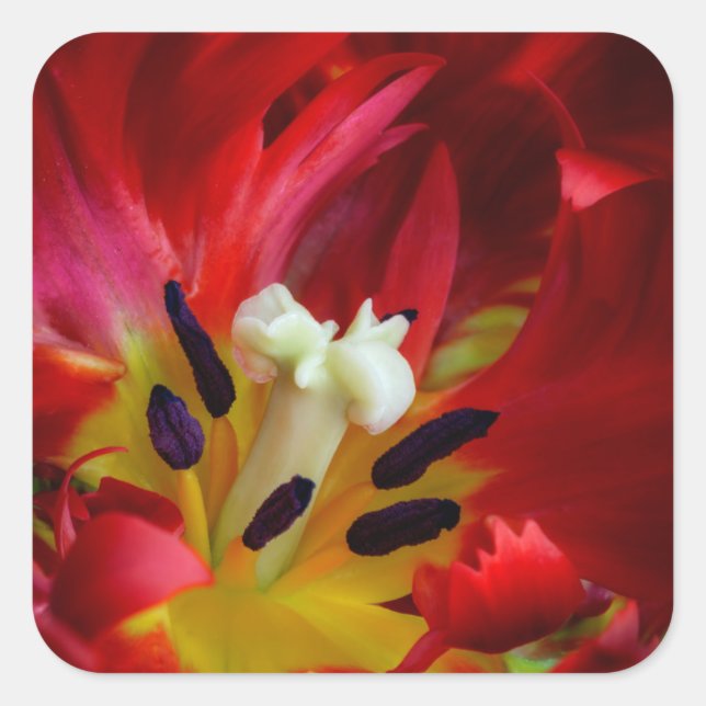 Interior of parrot tulip flower square sticker (Front)