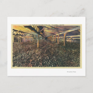 Interior View of the JR Simplot Dehydrating Co Postcard