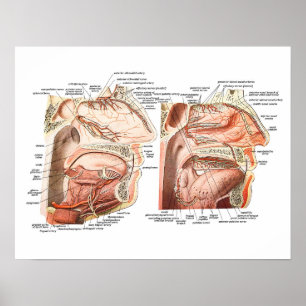 Internal Anatomy of the Human Face Poster