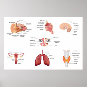 Internal human body organs poster