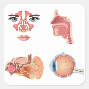 Internal human organs square sticker