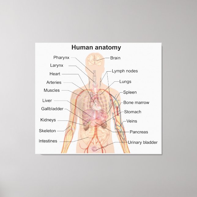 Internal Organs Human Body Anatomy Chart Canvas Print (Front)