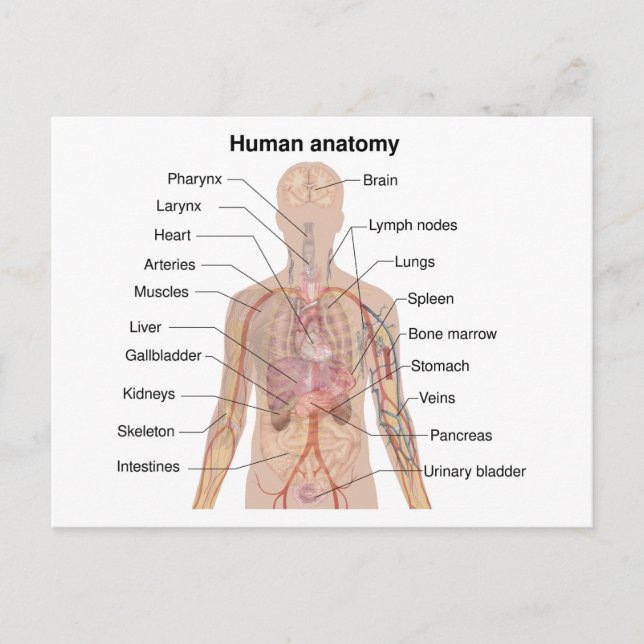Internal Organs Human Body Anatomy Chart  Postcard (Front)