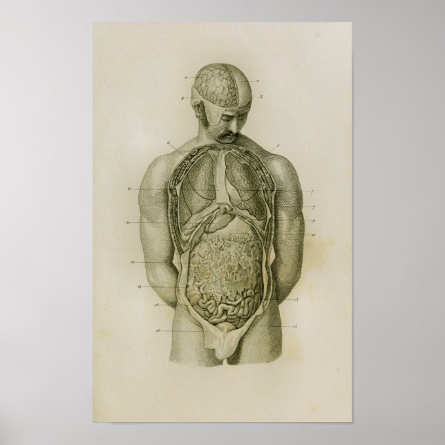 Internal Organs Lungs Brain Vintage Anatomy Print (Front)