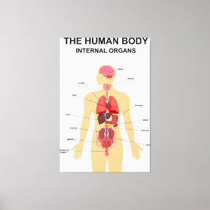 Internal organs of human body canvas print