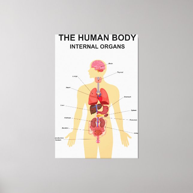 Internal organs of human body canvas print (Front)