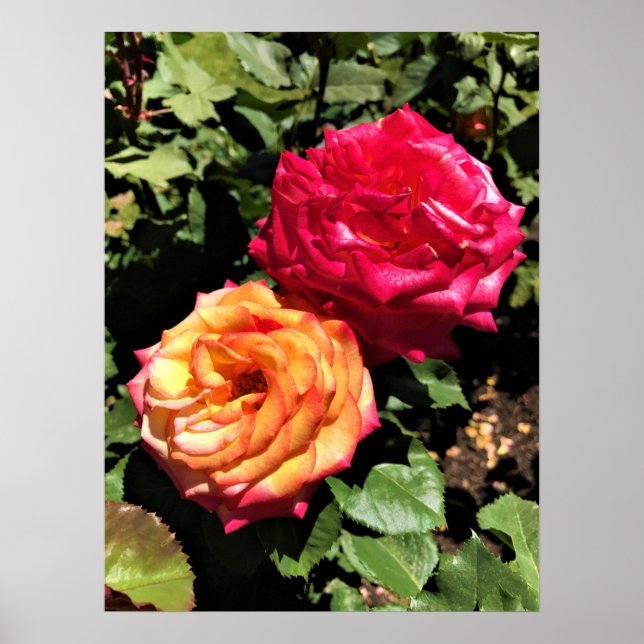 International Rose Test Garden, Portland, Oregon Poster (Front)