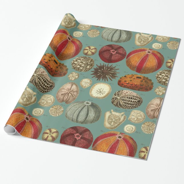 Intestina et Mollusca Linnaei Wrapping Paper (Unrolled)