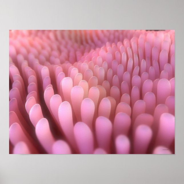 Intestinal Villi 2 Poster (Front)