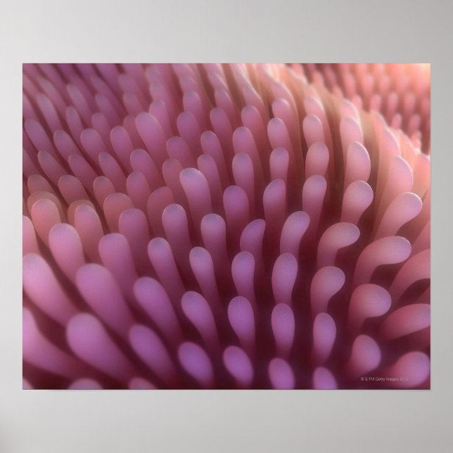 Intestinal Villi Poster (Front)