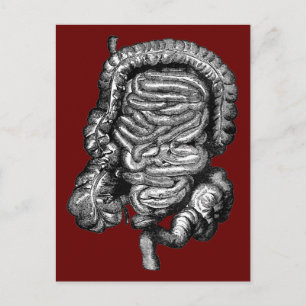INTESTINES DIAGRAM VINTAGE POSTCARD