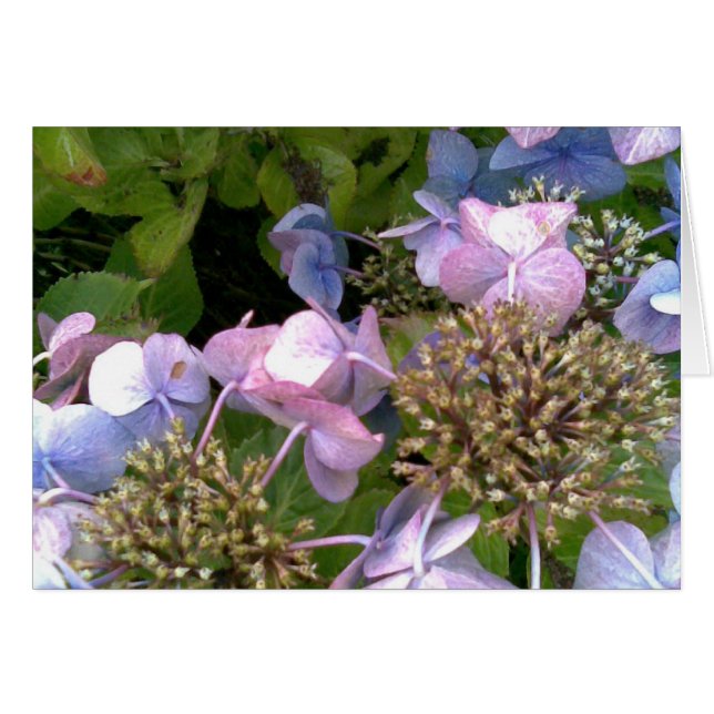 Into the garden (Front Horizontal)