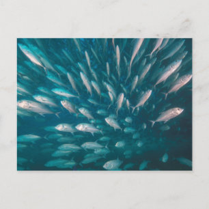 Into The Jacks Postcard