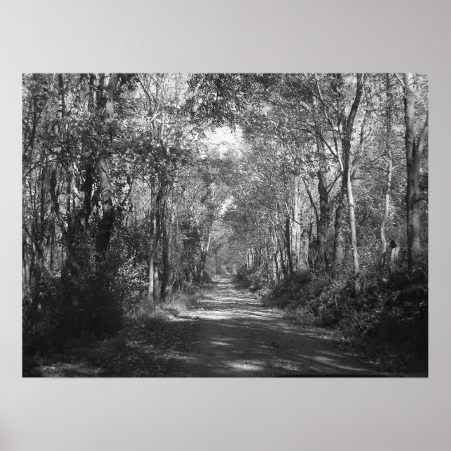 "Into the Woods" Poster (Front)