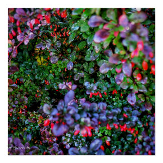 Intricate Bush Poster