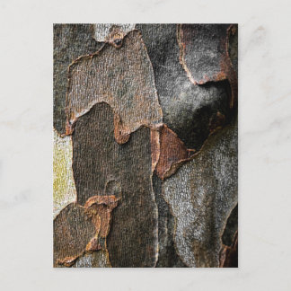 Intricate Tree Bark Textures in Athens, Georgia Postcard