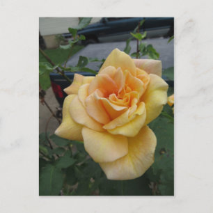 Intricate Yellow Rose Postcard