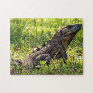 Intrigued Iguana Jigsaw Puzzle