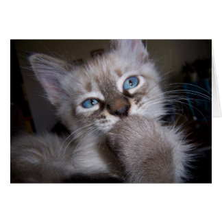 Introspective Thinker