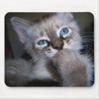 Introspective Thinker Blue-Eyed Kitten Mousepad