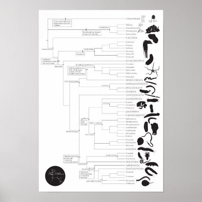 Inverts: Exploring the animal tree of life Poster (Front)