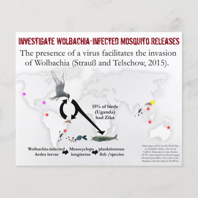 Investigate Wolbachia 2-Sided Flyer by RoseWrites (Front)