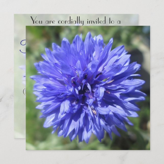 Invitation - Cornflower Blue Bachelor's Button (Front/Back)
