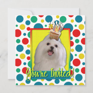 Invitation Cupcake - Maltese