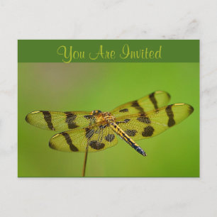 Invitation Dragonfly Postcard