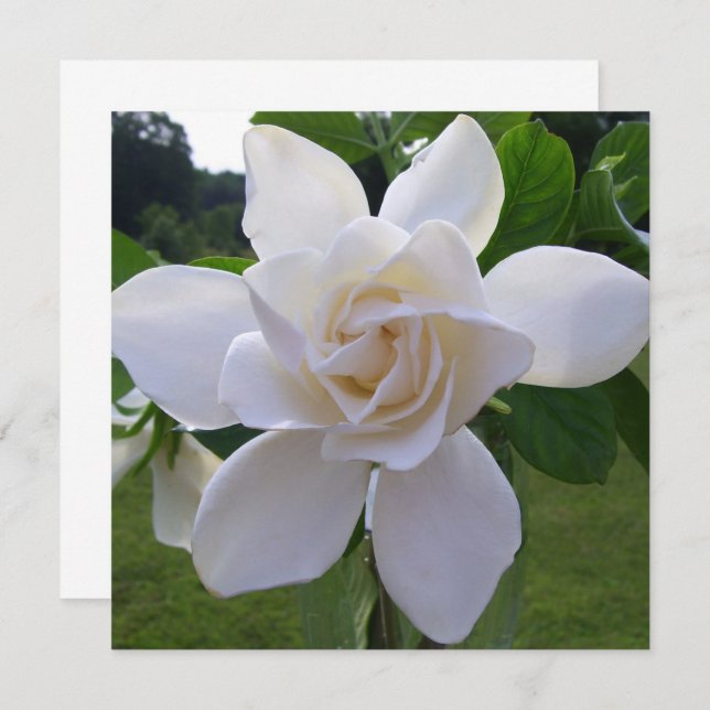 Invitation - Naturally Gorgeous Gardenia (Front/Back)