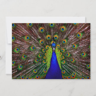 Invitation: Peacock Invitation