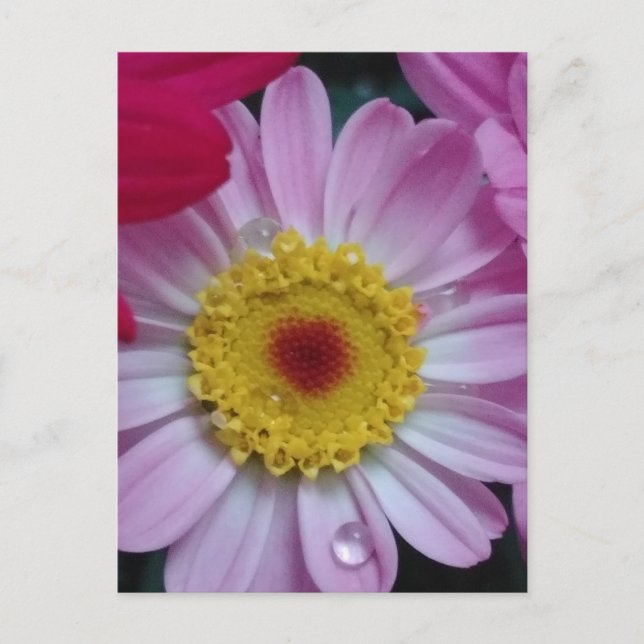 Invitation Postcard (Front)