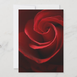 INVITATIONS    Red Rose