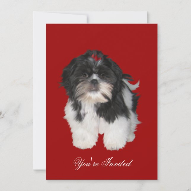 Invitations Shitzu Shih Tzu Puppy Dogs (Front)