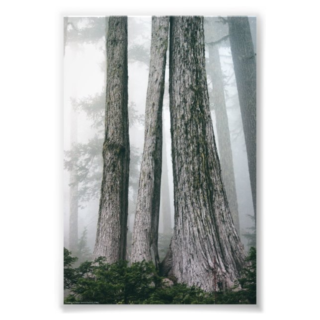 Invoking the Forest Photo Print (Front)
