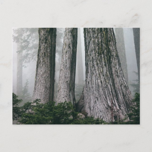 Invoking the Forest Postcard (Front)