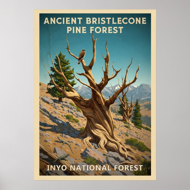 Inyo - Ancient Bristlecone Pine Forest V01 Poster (Front)